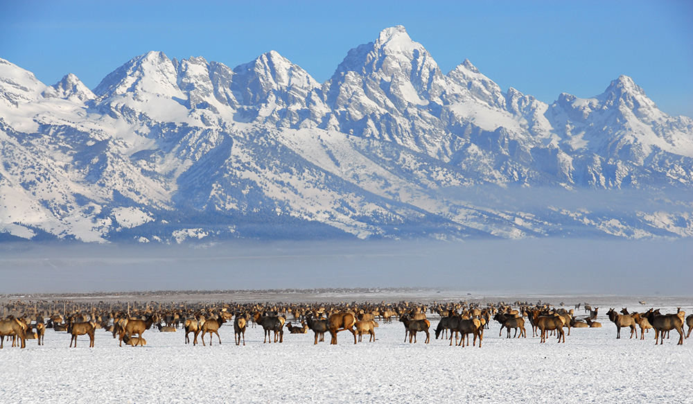 Photo Credit- Tristan Greszko/ Jackson Hole Mountain Resort